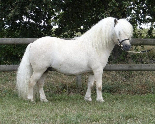 Deckhengst BAREZZ FROM BROKEN COLOUR (Shetland Pony,  , von Leopold van Lienden)