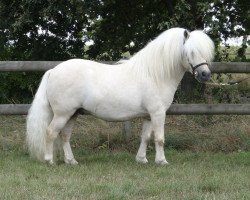 Deckhengst Barezz From Broken Colour (Shetland Pony,  , von Leopold van Lienden)