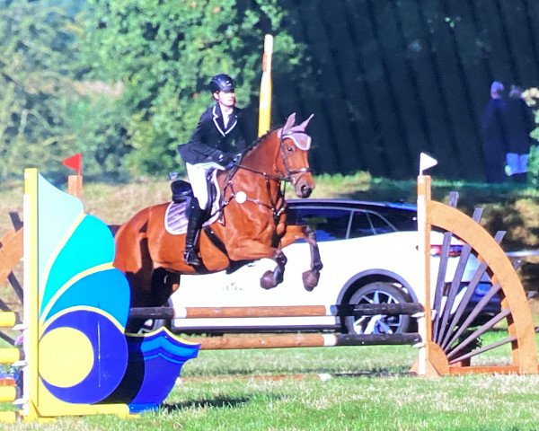 Springpferd Chichen Itza CH (Schweizer Warmblut, 2015, von Felton VDL)
