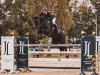 jumper Cassia 24 (Hanoverian, 2010, from Calido I)