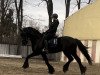 dressage horse Berend van Hilberalti (Friese, 2016)