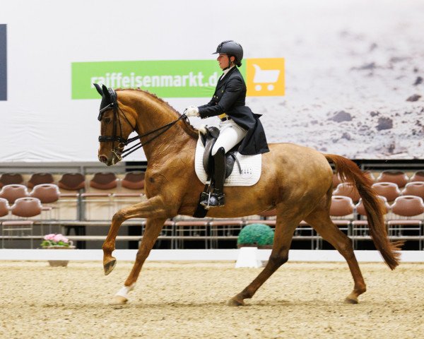 dressage horse Viadena (Westphalian, 2012, from Vitalis)