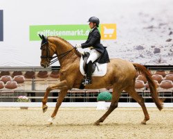 dressage horse Viadena (Westphalian, 2012, from Vitalis)