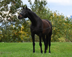 Zuchtstute Kalea vom Loo CH (Schweizer Warmblut, 2017, von Indian Rock)