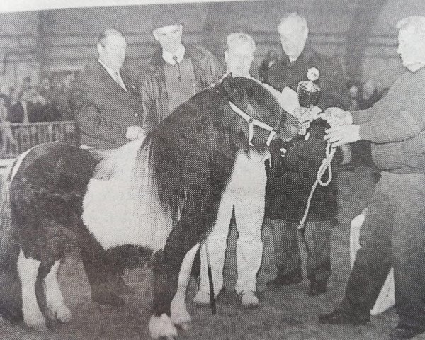 Deckhengst Carlos van Heesselt (Shetland Pony, 1988, von Thank You van de Stoommolen)