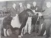 Deckhengst Carlos van Heesselt (Shetland Pony, 1988, von Thank You van de Stoommolen)