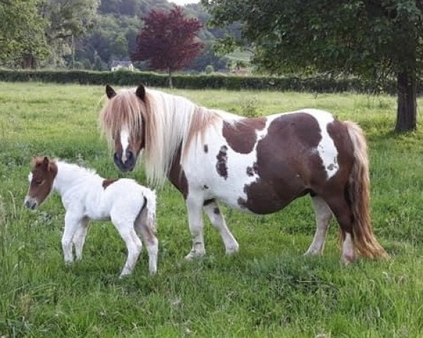 broodmare Daisy from the Green Midlands (Shetland Pony,  , from Topper van de Kortenhof)