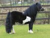 stallion Topper van de Kortenhof (Shetland Pony, 2003, from Napoleon v.d.Kortenhof)