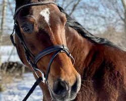 broodmare Waikiki (Oldenburg, 2010, from Shamrock)