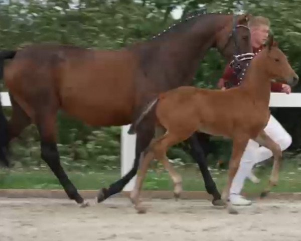 broodmare Ronja (Oldenburg, 2012, from Levisonn 208 FIN)