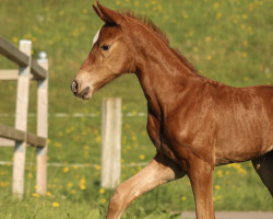 dressage horse Vienna NL (Westphalian, 2022, from Vidar)