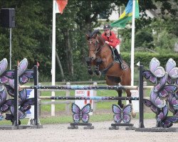 Springpferd Heros (Polnisches Warmblut, 2007, von Bajou du Rouet)