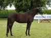 Dressurpferd Pfingstrose (Trakehner, 2018, von Hibiskus)