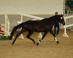 Zuchtstute Zamira (Trakehner, 2019, von Insterburg TSF)