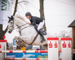 Springpferd Tarangire (Schwedisches Warmblut, 2013, von Turmalin 1202)