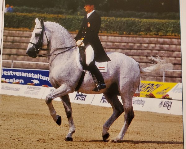 stallion Aktion (Royal Warmblood Studbook of the Netherlands (KWPN), 1982, from Pion)