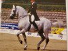 stallion Aktion (KWPN (Royal Dutch Sporthorse), 1982, from Pion)