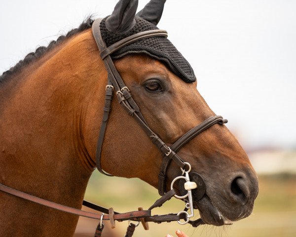 jumper Ryo Ht (Spanish Sport Horse, 2015, from High Quality vd Guldennagel)