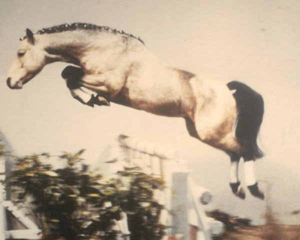 Deckhengst Rasmus (Connemara-Pony, 1981, von Diamonds Dandy)