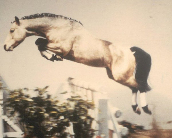 stallion Rasmus (Connemara Pony, 1981, from Diamonds Dandy)