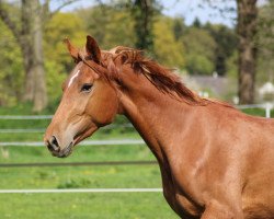 jumper Zuallererst (Hanoverian, 2019, from Zinedream)