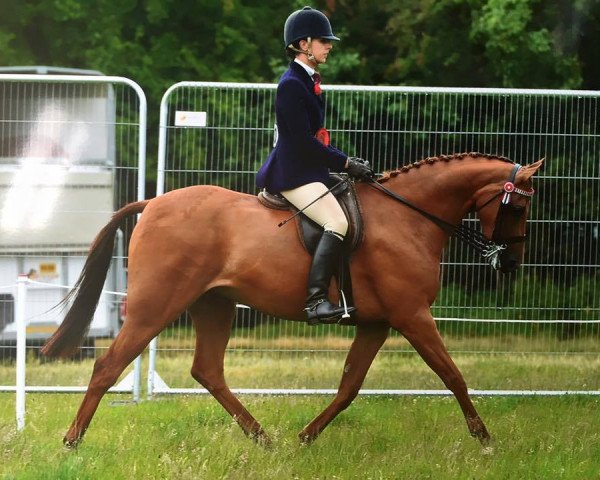 Pferd Romanno Royal Bronze (British Riding Pony, 2009, von Willowcroft (AUS) Regal Bronze)