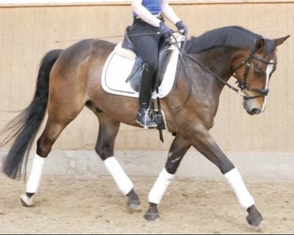 Springpferd On Top 11 (Deutsches Reitpony, 2016, von Orly 19)