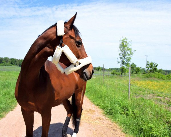 jumper Lilu 7 (German Sport Horse, 2010, from Colestus)