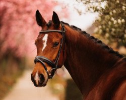 broodmare Be Happy 75 (Westphalian, 2017, from Borsalino)