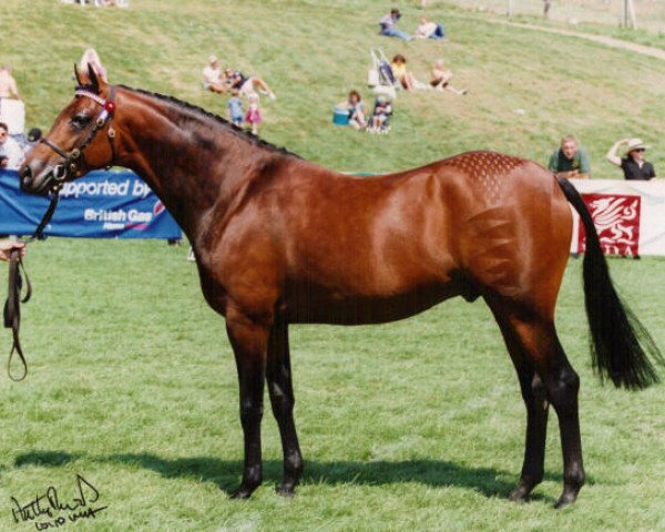 stallion Small-land Maytino (British Riding Pony, 1984, from Cusop Fingerprint)