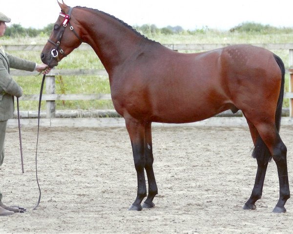 Deckhengst Stanley Grange Regal Heights (British Riding Pony, 2007, von Willowcroft (AUS) Regal Bronze)