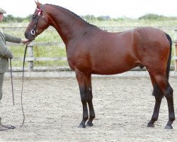 stallion Stanley Grange Regal Heights (British Riding Pony, 2007, from Willowcroft (AUS) Regal Bronze)