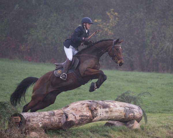 dressage horse Osterimme (Trakehner, 2011, from Invincible Sir)