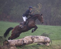 dressage horse Osterimme (Trakehner, 2011, from Invincible Sir)