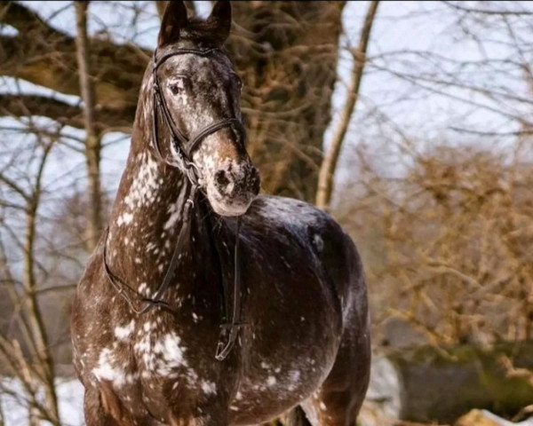 dressage horse Sammy van Sundance (Nederlands Appaloosa Pony, 2008, from Orchard Boginov)