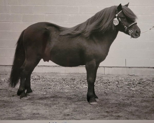 Deckhengst Valentijn v. d. Amstelhof (Shetland Pony, 1983, von Rosson of Transy)