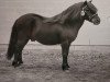 Deckhengst Valentijn v. d. Amstelhof (Shetland Pony, 1983, von Rosson of Transy)