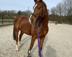 Pferd Balou VB (Deutsches Reitpferd, 2016, von Böhmer's As)