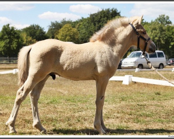 horse Bennett (Fjord Horse, 2022, from Bram)