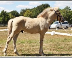 Pferd Bennett (Fjordpferd, 2022, von Bram)