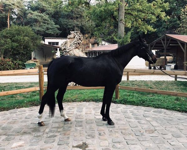 Springpferd Eden du Veret (Selle Français, 2014, von Valeur D'Elle)