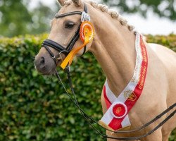 broodmare Gemma (German Riding Pony, 2020, from Golden Grey NRW)