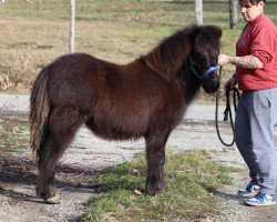 Pferd Never Mind My Dear (Shetland Pony, 2023, von Malle van de Zuudkaamp)