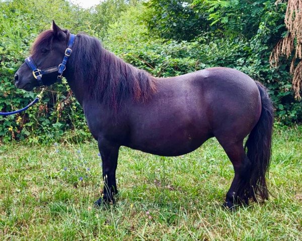 Zuchtstute Fairview van Isala (Shetland Pony, 2012, von Zenture van Geldersoord)