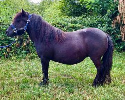 broodmare Fairview van Isala (Shetland Pony, 2012, from Zenture van Geldersoord)