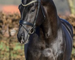 stallion Skyline To B (Swedish Warmblood, 2018, from St. Schufro)