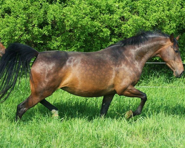 broodmare For Elly (Oldenburg show jumper, 2011, from For Ever Jump)