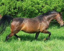 broodmare For Elly (Oldenburg show jumper, 2011, from For Ever Jump)