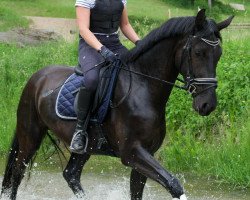 broodmare Stute von Fürstenball / For Ever Jump (Oldenburg, 2018, from Fürstenball)