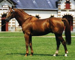 stallion Arpege Pierreville (Selle Français, 1988, from Uriel)